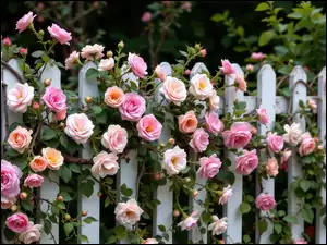 Pnące kolorowe róże na białym płocie w zbliżeniu
