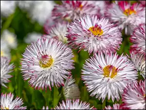 Stokrotki, Biało-różowe