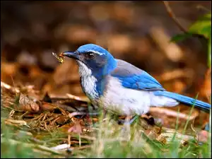 Modrowronka kalifornijska, Biało-niebieski, Ptak