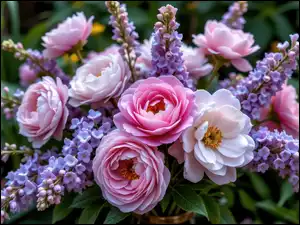 Piwonie, Bukiet, Kwiaty