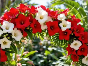 Kwiatowy, Łuk, Rośliny, Ogród, Kwiaty, Białe, Czerwone