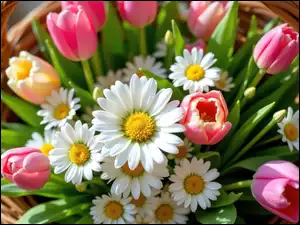 Złocienie, Koszyk, Tulipany, Kwiaty, Wiklinowy