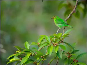 Ptak, Zielony, Seledynek, Liście, Samica, Gałązka