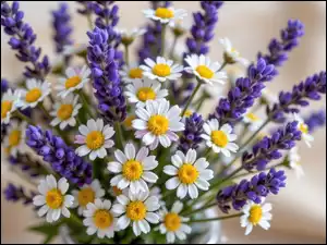 Kwiaty, Lawenda, Rumianek
