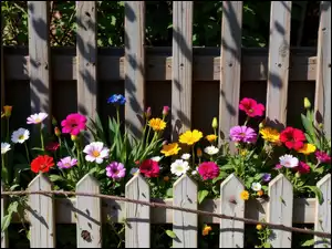 Kolorowe kwiaty między dwoma drewnianymi płotami w słonecznym blasku