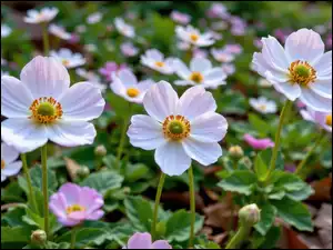 Zawilce, Biał0-różowe