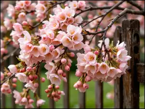 Gałązki, Drzewo owocowe, Kwiaty, Grafika AI, Różowe, Płot