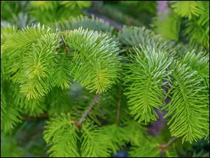 Jodła, Zielone, Gałązki