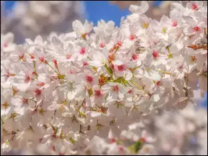 Gałązka, Jasnoróżowe, Kwiaty, Drzewo owocowe