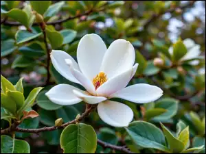 Grafika AI, Magnolia, Kwiat, Liście