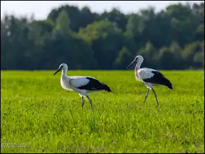 Łąka, Dwa, Bociany