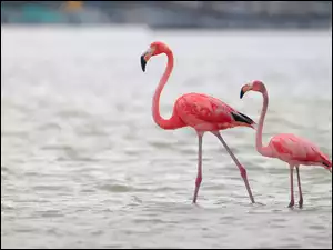Woda, Dwa, Flamingi karmazynowe