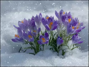 Krokusy, Grafika AI, Fioletowe, Rozkwitające, Śnieg