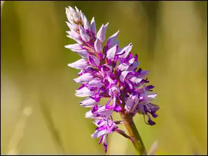 Storczyk kukawka, Jasnofioletowy, Kwiat