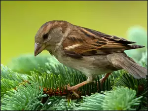Gałązki, Ptak, Wróbel, Iglaste