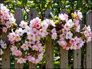 Drzewo owocowe, Grafika AI, Gałąź, Kwiaty, Płot