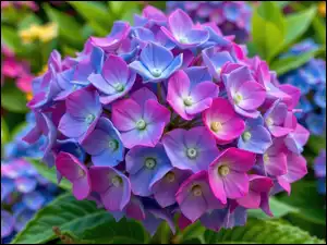 Zbliżenie, Hortensja, Niebiesko-różowa