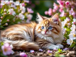 Kwiaty, Różowe, Puszysty, Kot, Białe