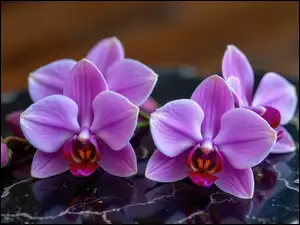 Pąk, Marmurowe, Fioletowe, Storczyki, Tło