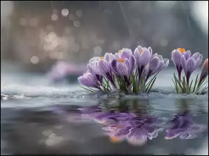 Grafika AI, Fioletowe, Krokusy, Woda
