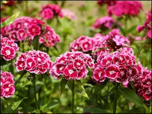 Goździki brodate, Kwitnące, Biało-różowe