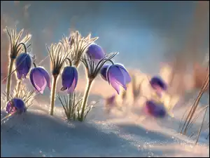 Kwiaty, Grafika AI, Sasanki, Fioletowe, Śnieg