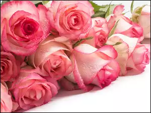 Krople, Jasnoróżowe, Róże