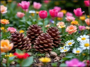 Szyszki, Kolorowe, Kwiaty