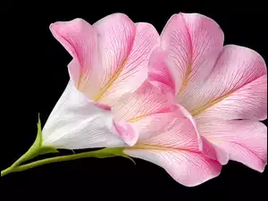 Czarne, AI, Jasnoróżowy, Kwiat, Tło