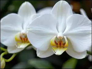 Grafika AI, Storczyk, Białe, Kwiaty