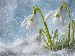 Grafika AI, Przebiśniegi, Śnieg