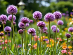 Czosnek ozdobny, Fioletowe, Kuliste, Kwiaty