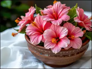 Hibiskus, Różowe, Kwiaty