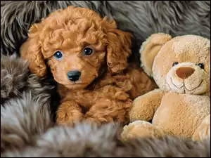 Szczeniak, Pies, Pluszowy, Miś, Brązowy