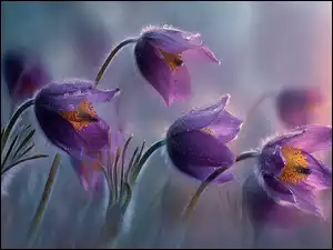 Mokre pochylone fioletowe sasanki na rozmytym tle w grafice AI