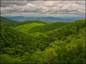 Drzewa, Góry, Wzgórza, Zielone, Zalesione