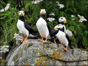 Roślinność, Ptaki, Maskonury, Kamień