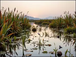 Trawy, Wschód słońca, Wysokie, Rzeka, Góry