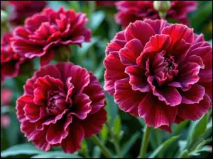 Zbliżenie, Kwiaty, Goździki, Ciemnoczerwone