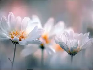 Trzy białe margerytki w rozmyciu w AI