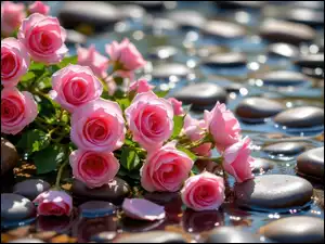 Leżące gałązki z różowymi różami na kamieniach w wodzie