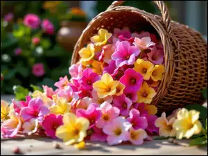 Kosz, Żółte, Różowe, Kwiaty