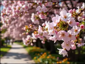 Drzewa owocowe, Wiosna, Różowe, Droga, Gałązki, Kwiaty