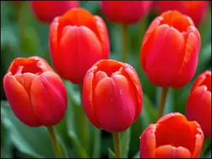 Tulipany, Czerwone, Nierozwinięte, Kwiaty