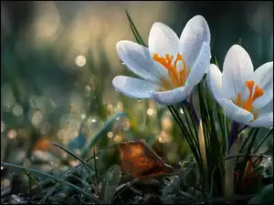 Krokusy, Białe, Trawa, Grafika AI, Kwiaty, Krople