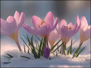 Rozwinięte różowe krokusy w śniegu rozświetlone słonecznym blaskiem