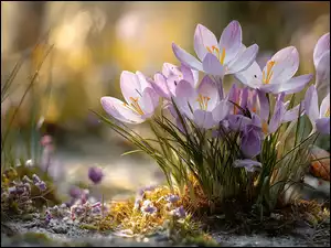 Kępka fioletowych krokusów w grafice