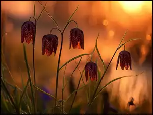 Szachownica kostkowata w zachodzącym słońcu