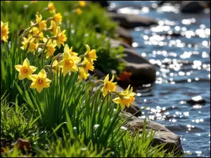 Rzeka, Kwiaty, Narcyzy żonkile, Trawa