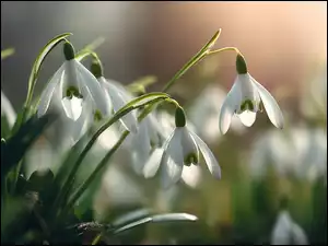 Białe, Grafika AI, Przebiśniegi, Pochylone, Kwiaty